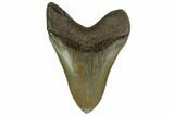 Serrated, Fossil Megalodon Tooth - Georgia #158745-2
